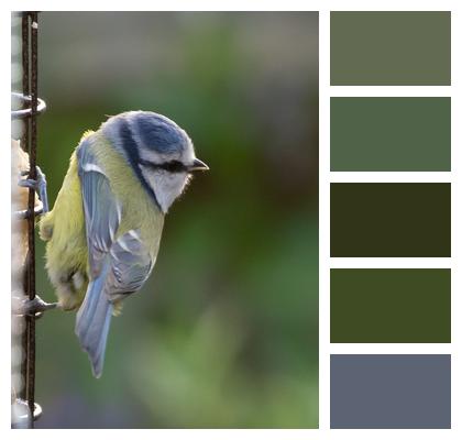 Blue Tit Tit Small Bird Image